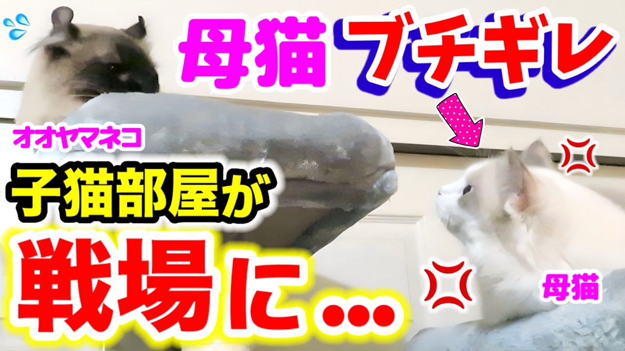 緊急事態発生🆘オオヤマネコVS母猫！子猫を守るための激しい戦い! #ラグドール #猫 #子猫