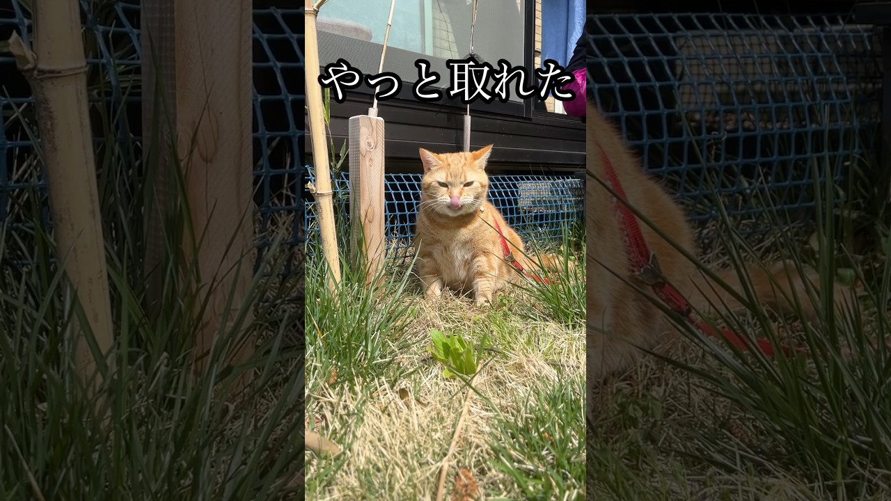 やっと取れた ねこ 散歩 猫草 cat アメショ うめ