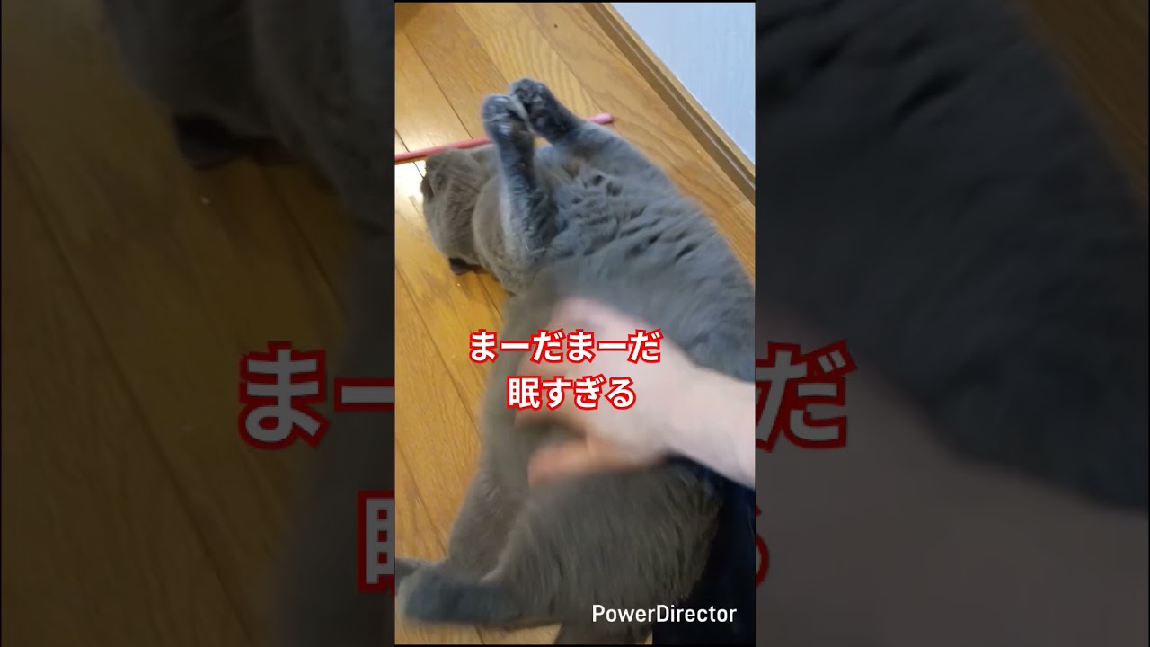 呼んでも全然来ない猫#shorts #保護猫 #好きな子猫 #猫のいる生活 #猫のいる暮らし #猫好きさんと繋がりたい #british #ブリティッシュショートヘア
