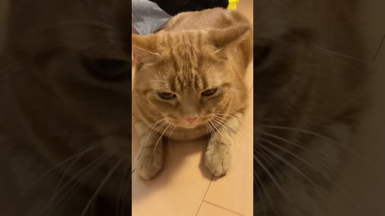 ブラッシング ねこ アメリカンショートヘアー 手袋 cat