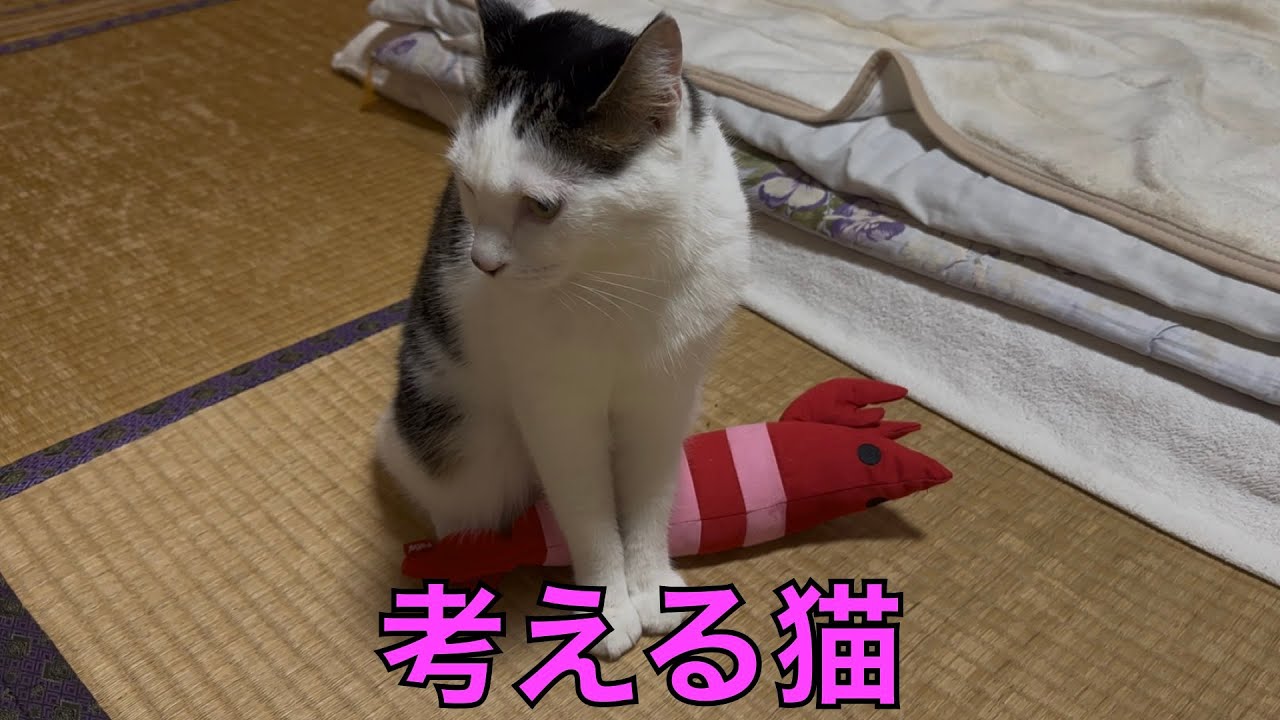 保護猫ナターシャの243日目：考える猫