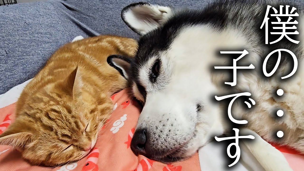 子猫とハスキー犬についにこの日がやってきました...