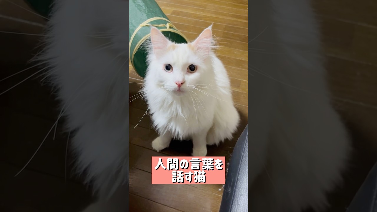 日本語を話す猫 #shorts #猫 #猫のいる暮らし #ラガマフィン