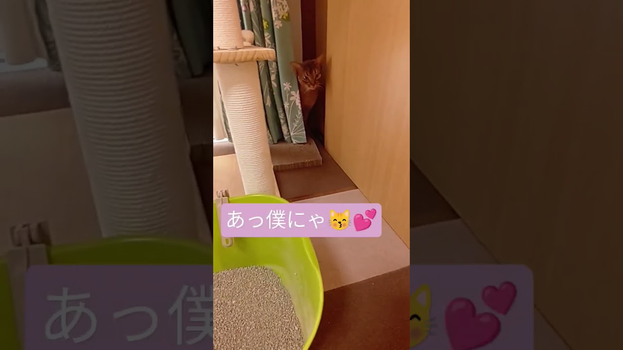 記憶（2025）アビシニアン🐾男の子 ❇️流行に乗っかってみました🤭
