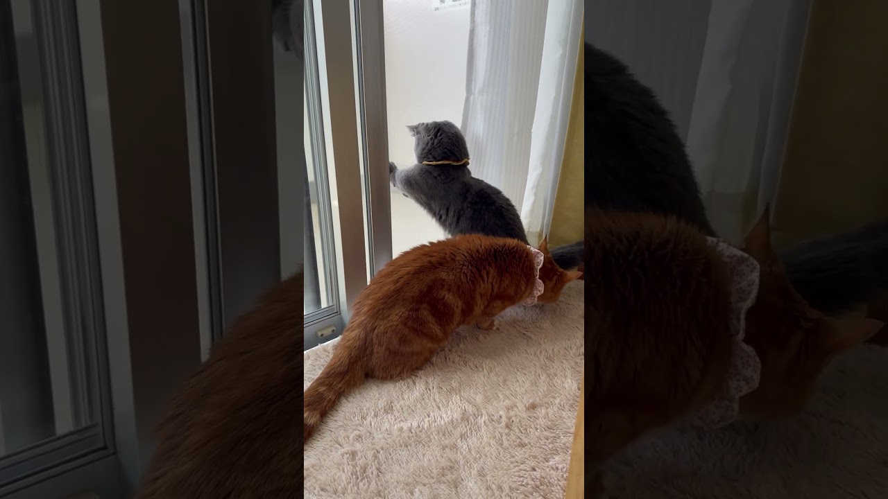 【風を感じる猫たち】#マンチカン#マンチカン短足#マンチカン子猫#ブリマンチ#ブリティッシュショートヘア#茶トラ#キジシロ#子猫#多頭飼い#猫のいる暮らし#チュール#肉球#猫の癖が強い
