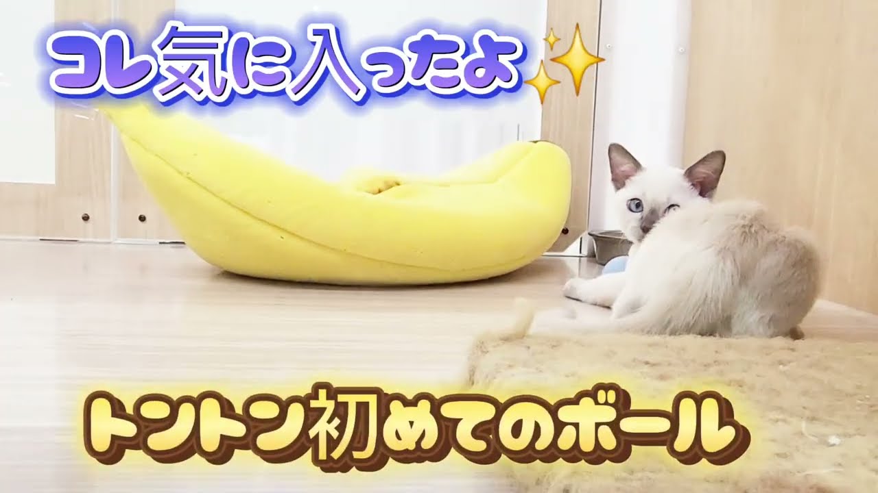 【トンキニーズ】初めてのボールあそび