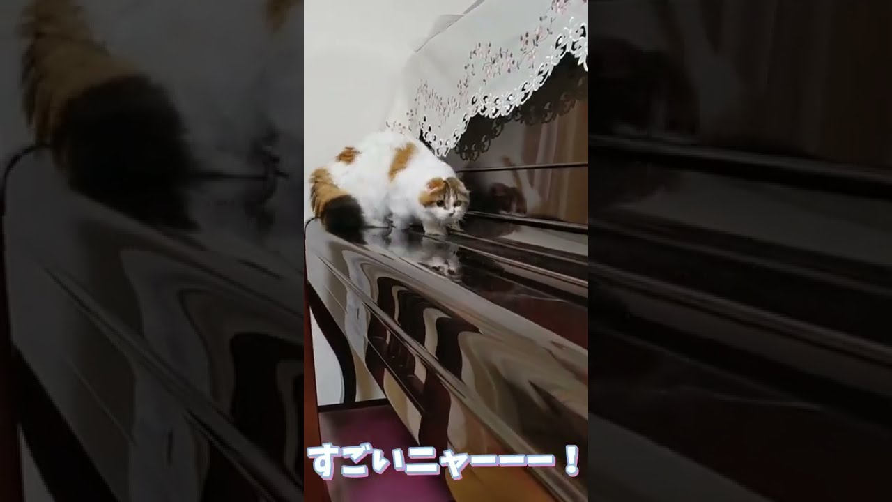 お気に入りの場所ではしゃぐ子猫【スコティッシュフォールド】