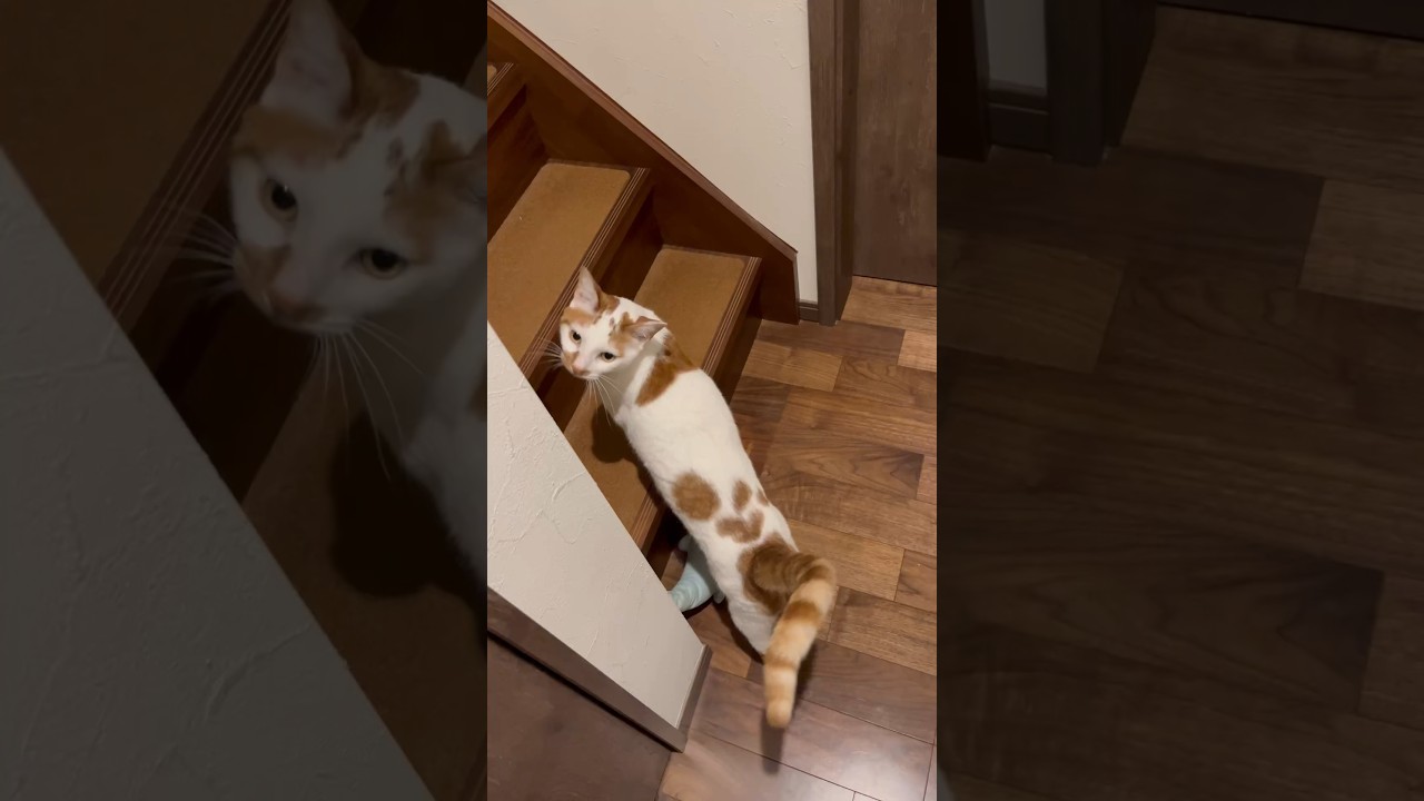 一緒に寝たい猫 #cat #日本猫 #保護猫