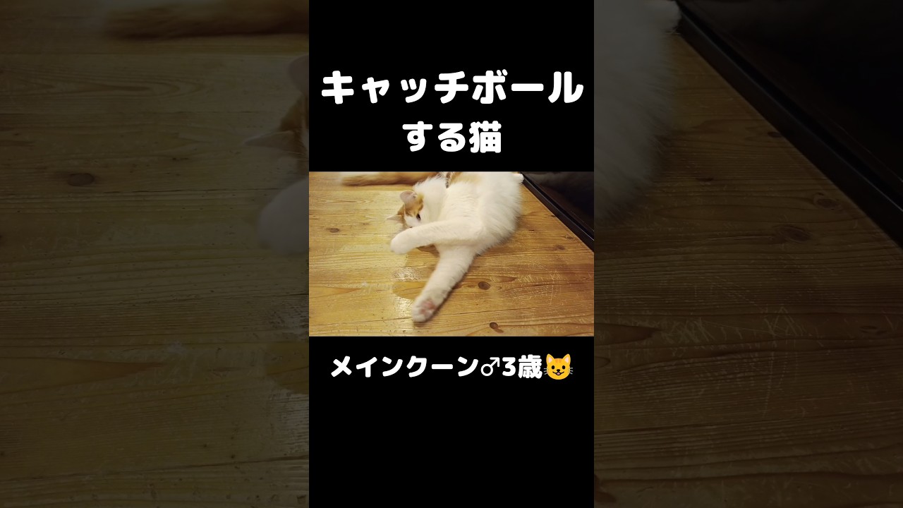 たまに暴投するけど😂 #猫のいる暮らし #猫 #メインクーン