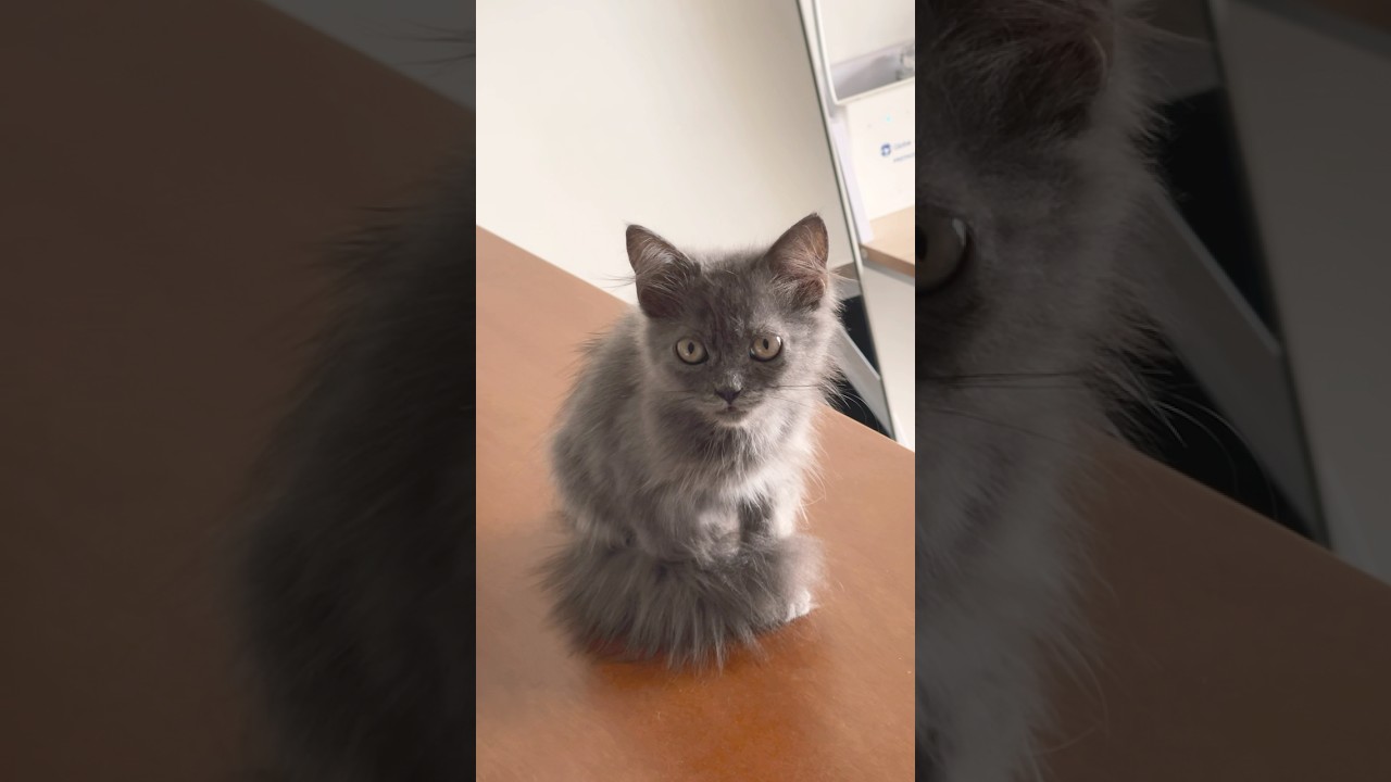 Stormy #cat ‘s transformation video 💜 #cutecats #catlovers #catshorts #fatcats #petlover #furdad