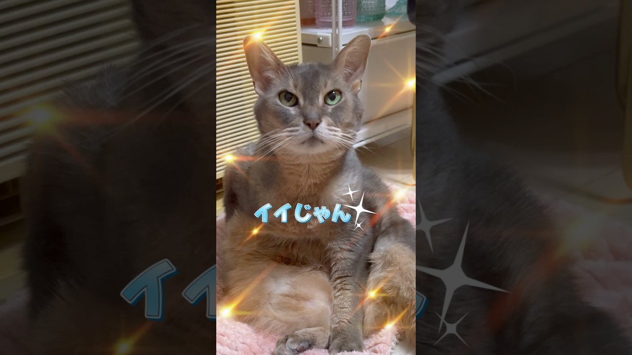 アビシニアン猫アリスちゃんのキラキラショット #shorts #アビシニアン #cat
