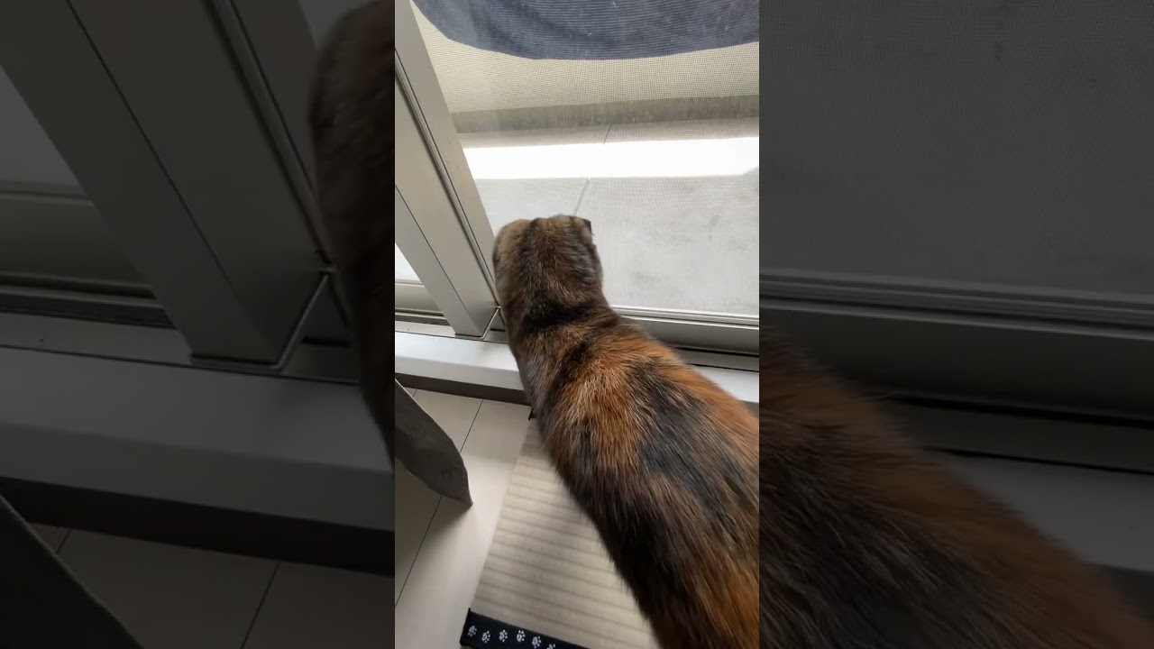 猫とは動くモノを興味本位で狙う習性のある悪気はなく遊びのつもりで襲うハンターなのである。 #猫 #cat #マンチカン #サビ猫 #猫のいる暮らし