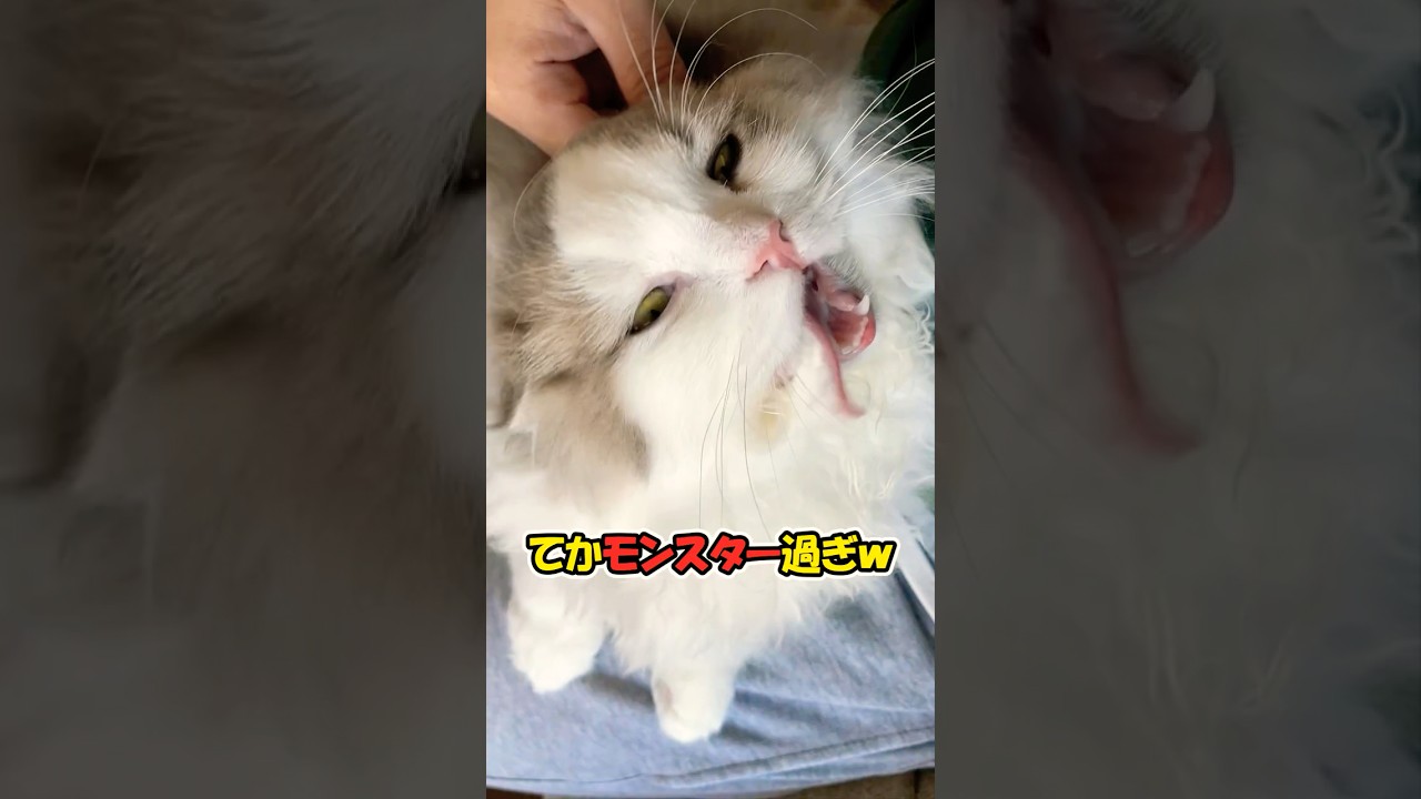 撫でただけなのに → モンスター猫爆誕 #cat #ねこ #モンスター猫