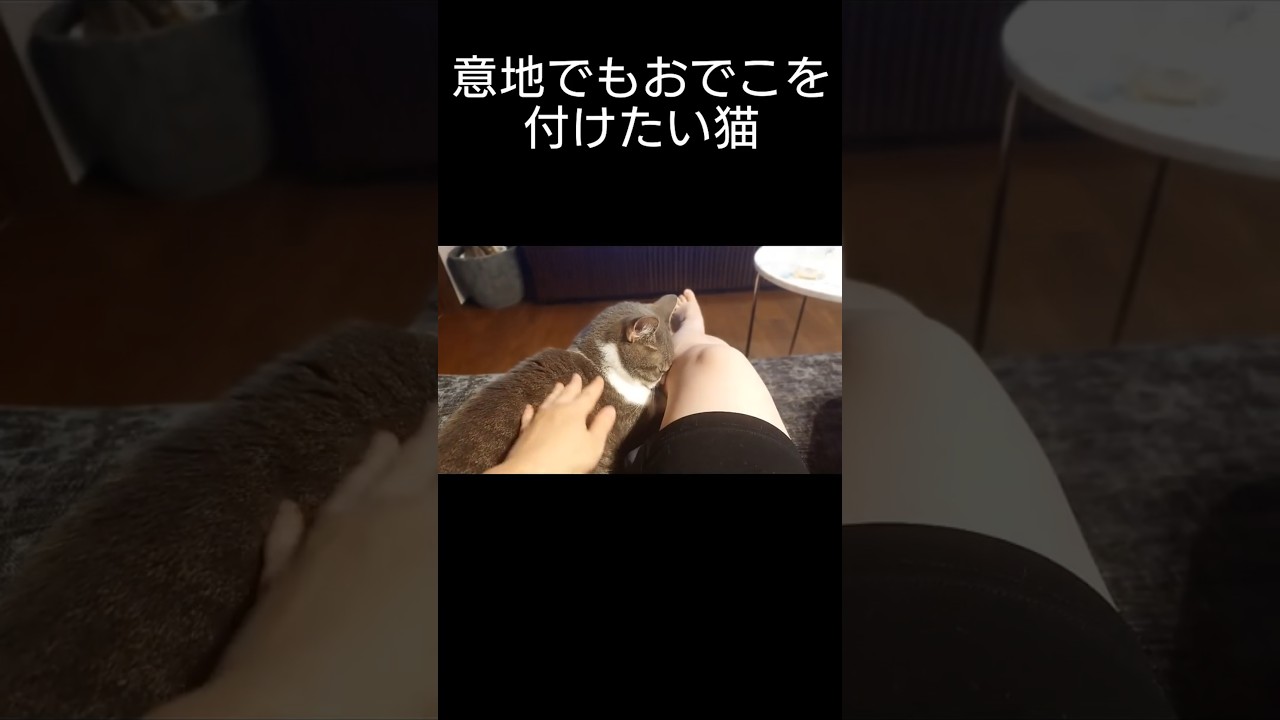 おでこをくっつけたい猫　#猫 #猫のいる暮らし #マンチカン