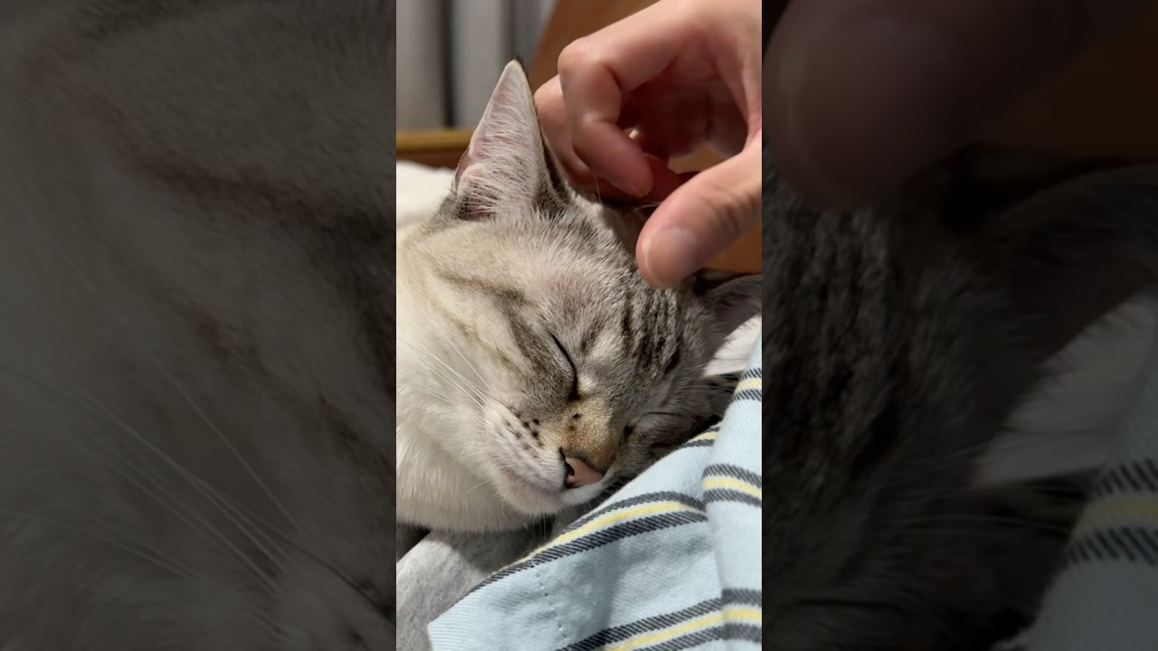 おでこなでたら眠くなるらしい　#シャムトラ #元保護猫 #シャムミックス  #cat #猫耳 #kitten  #猫耳 #siamesemix