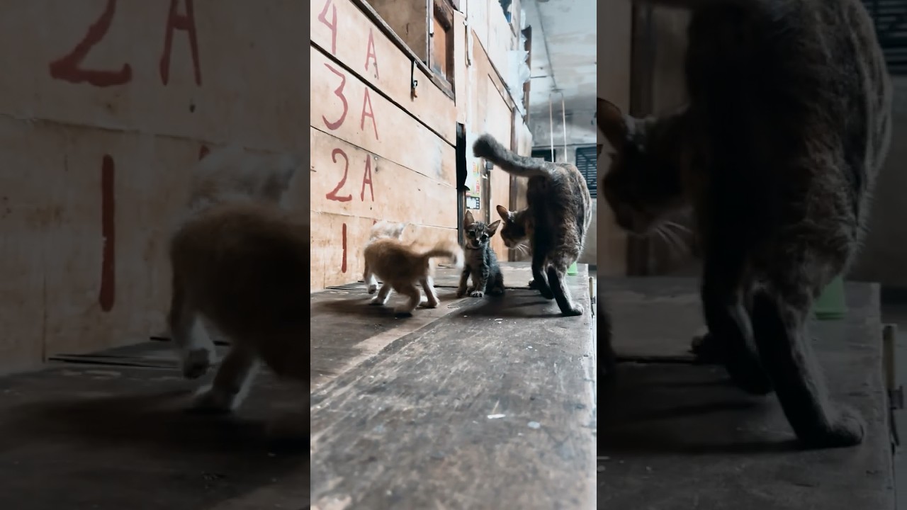 Kisah Keluarga Kucing yang Hidup di Dalam Lemari EP09 タンスの中で生きるネコ家族の物語 #shorts #catshorts #kucing