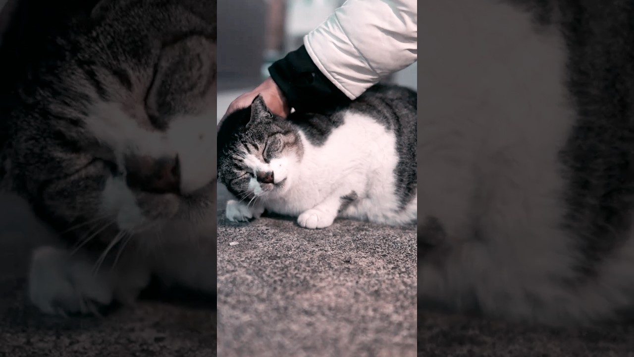 ひとりぼっちの猫が朝の公園で鳴き続ける