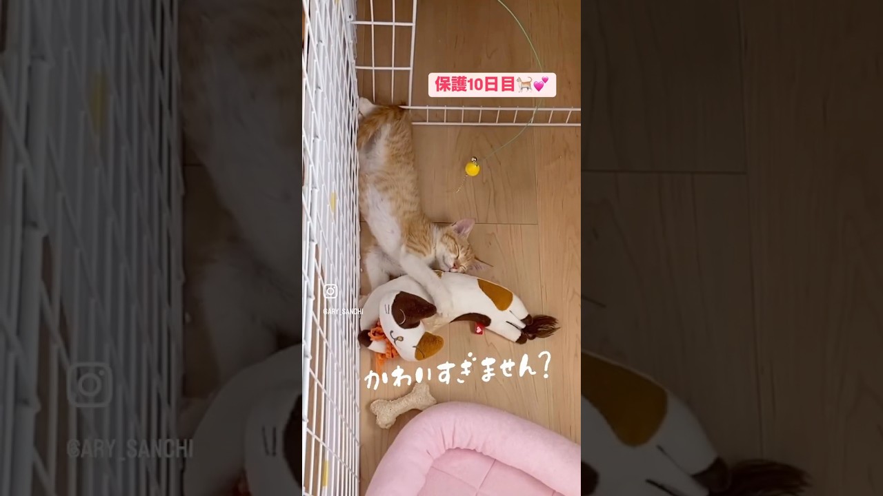 【子猫を緊急保護】決死の壁ジャンプの子猫を保護！保護8日目～11日目　#子猫 #子猫保護 #保護猫  #子ネコ #かわいい猫