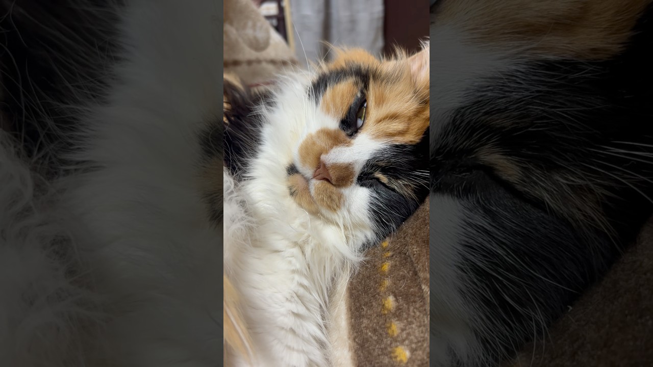 目は痙攣してるけど寝ているパンク #cat #メインクーン