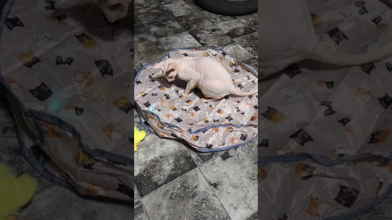 Carter Cat and an Interactive  Rolling Toy in a Crinkle Pouch  #cornishrex #catplaying #cats