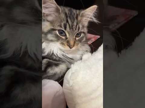 今日も疲れたニャ〜、寝落ちするジャン　ノルウェージャンフォレストキャット