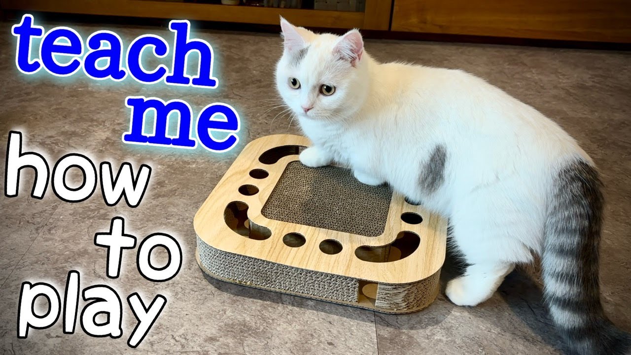 [Munchkin] The cat's reaction when given a new toy |Tama cat