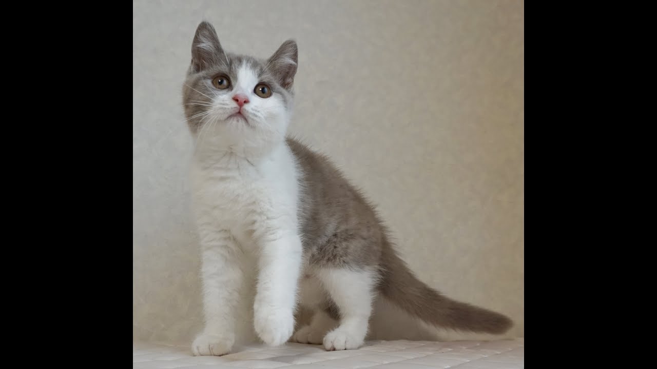 ブリティッシュショートヘアー子猫　British Shorthair　2025.1.21産まれ　ライラック＆ホワイト　男の子　シーダキャット猫のお店