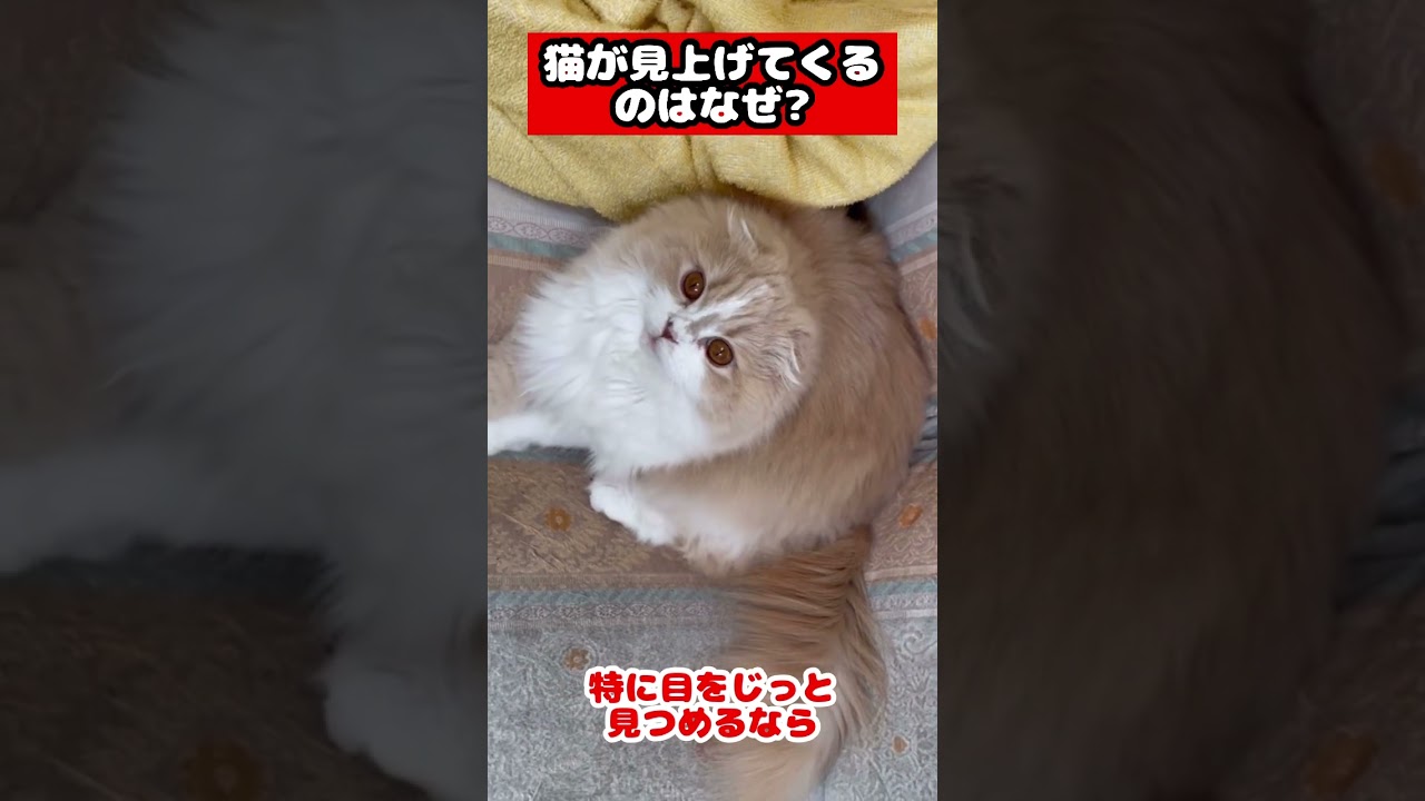 【猫が見上げてくるのはなぜ？】#雑学#スコティッシュフォールド#猫あるある#猫かわいい#猫動画#猫おもしろい#Cat#Shorts