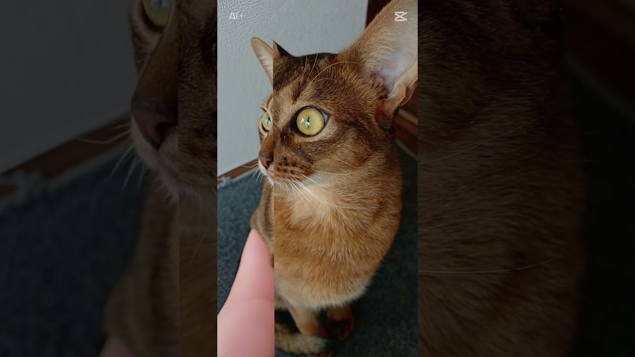 記憶（2025）アビシニアン🐾男の子 ❇️手乗り🤭