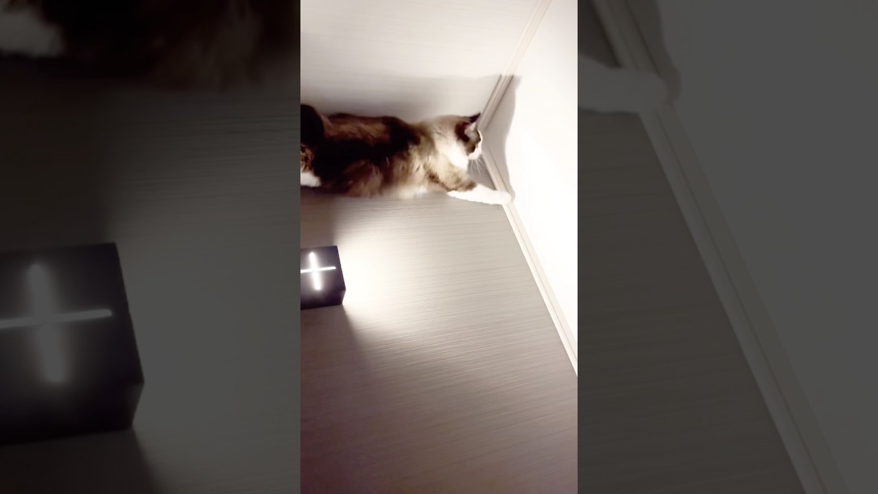 【猫動画】虫をこねくり倒すラグドール😈#shorts #cat #猫 #ラグドール