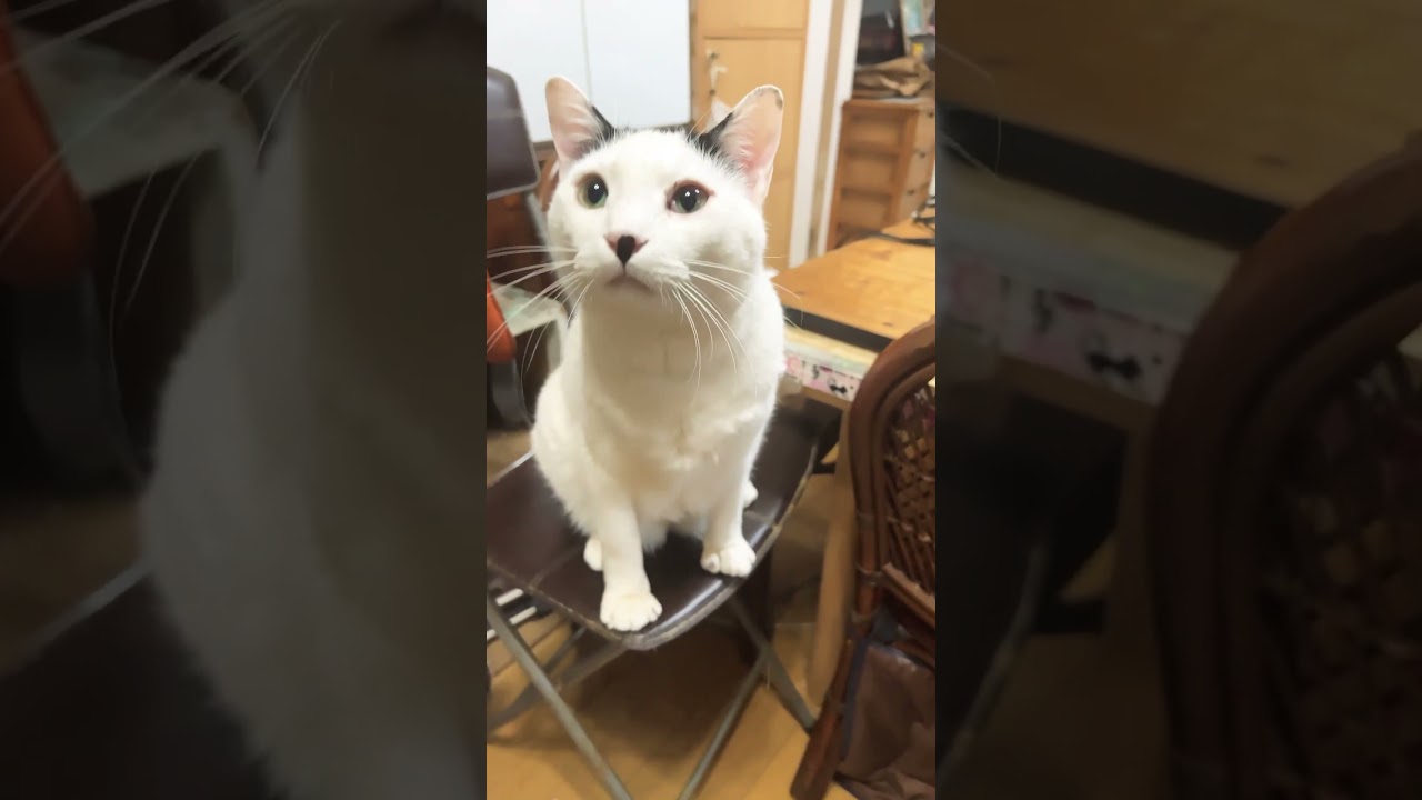 おいらのことーかまってにゃあ　Pay attention to me #cat