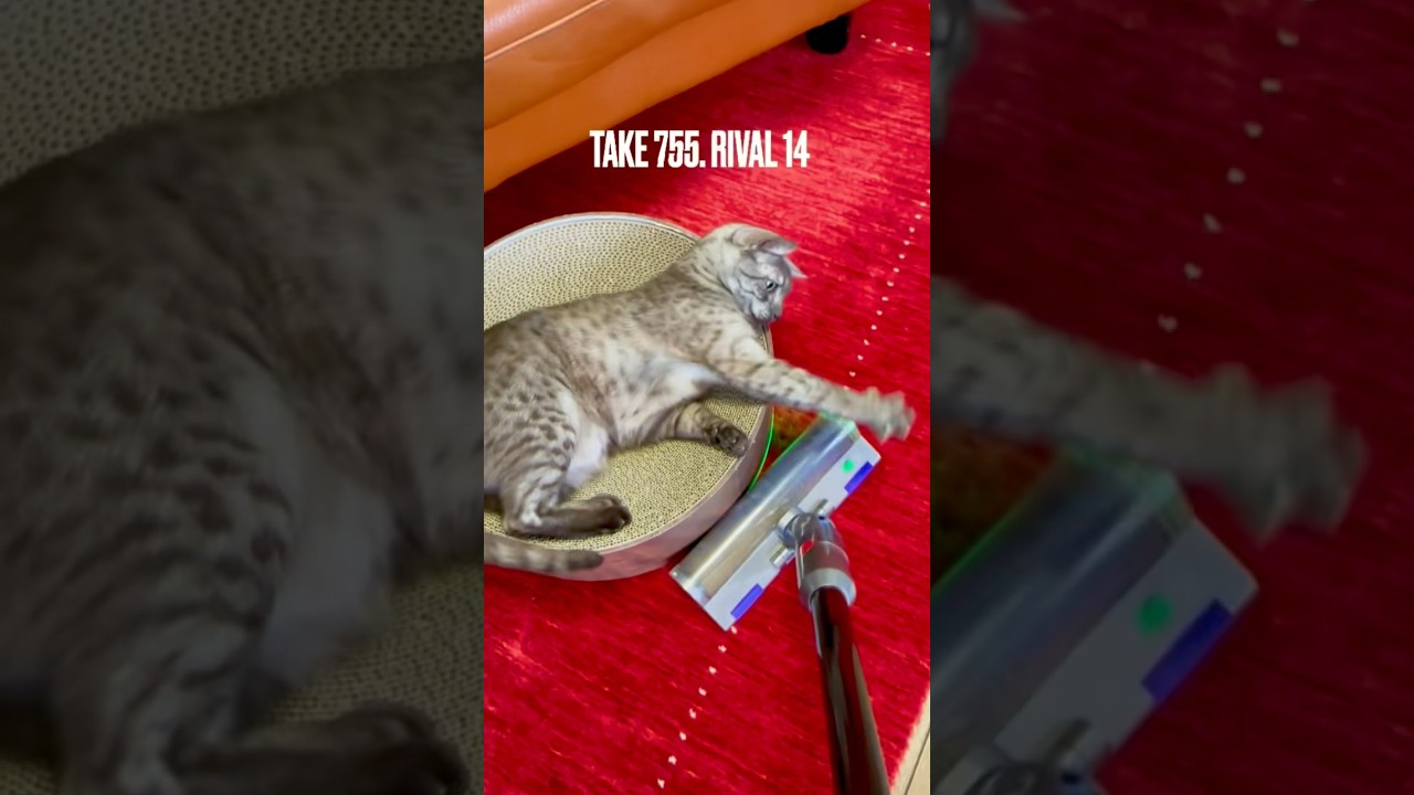 宿敵ダイソンうるさいにゃ、あっち行けにゃ‼️#縄張り争い #猫パンチ #egyptianmaucat #エジプシャンマウの仲間たち #dysonvacuum #エジプシャンマウ #shorts