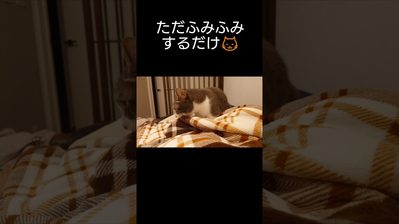 毛布を揉むだけの猫#猫 #猫のいる暮らし #マンチカン