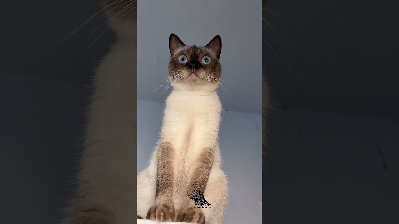 Burmese Cat – The Social Butterfly of the Feline World 🐾🐱