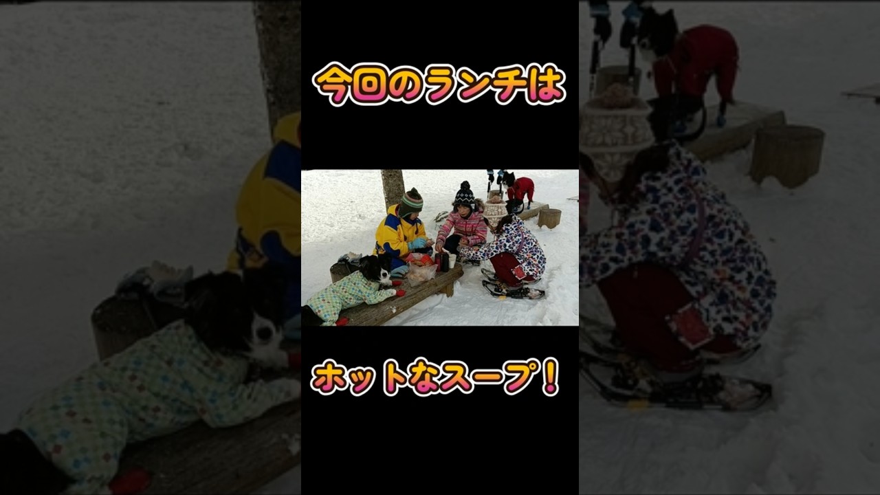 脳出血後に初スノーシューと雪遊び⑥　#shorts #脳出血 #ボーダーコリー #犬とお出かけ #ハイエース #夫婦 #スノーシュー