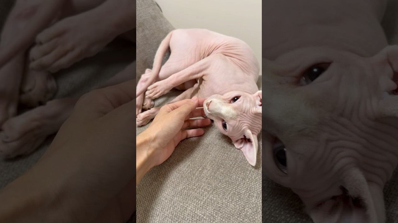 ゴロゴロ言いながらママに甘えまくる毛のない猫【スフィンクス】