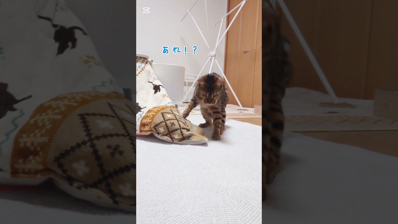 遊んでよ〜！ #猫 #猫動画 #猫のいる暮らし #ベンガル #cat #fyp #shorts #short