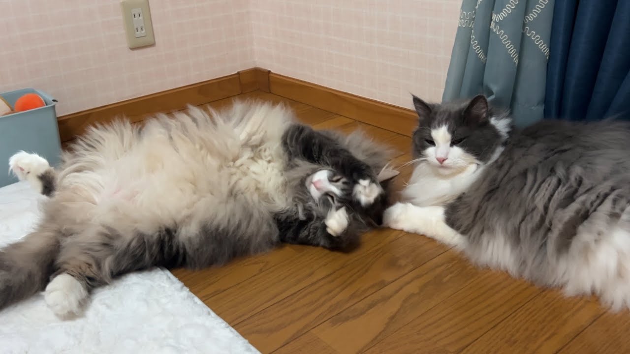 【おはよう☀️】朝から微笑ましすぎるもふ猫たち♡ノルウェージャンフォレストキャットとターキッシュアンゴラ