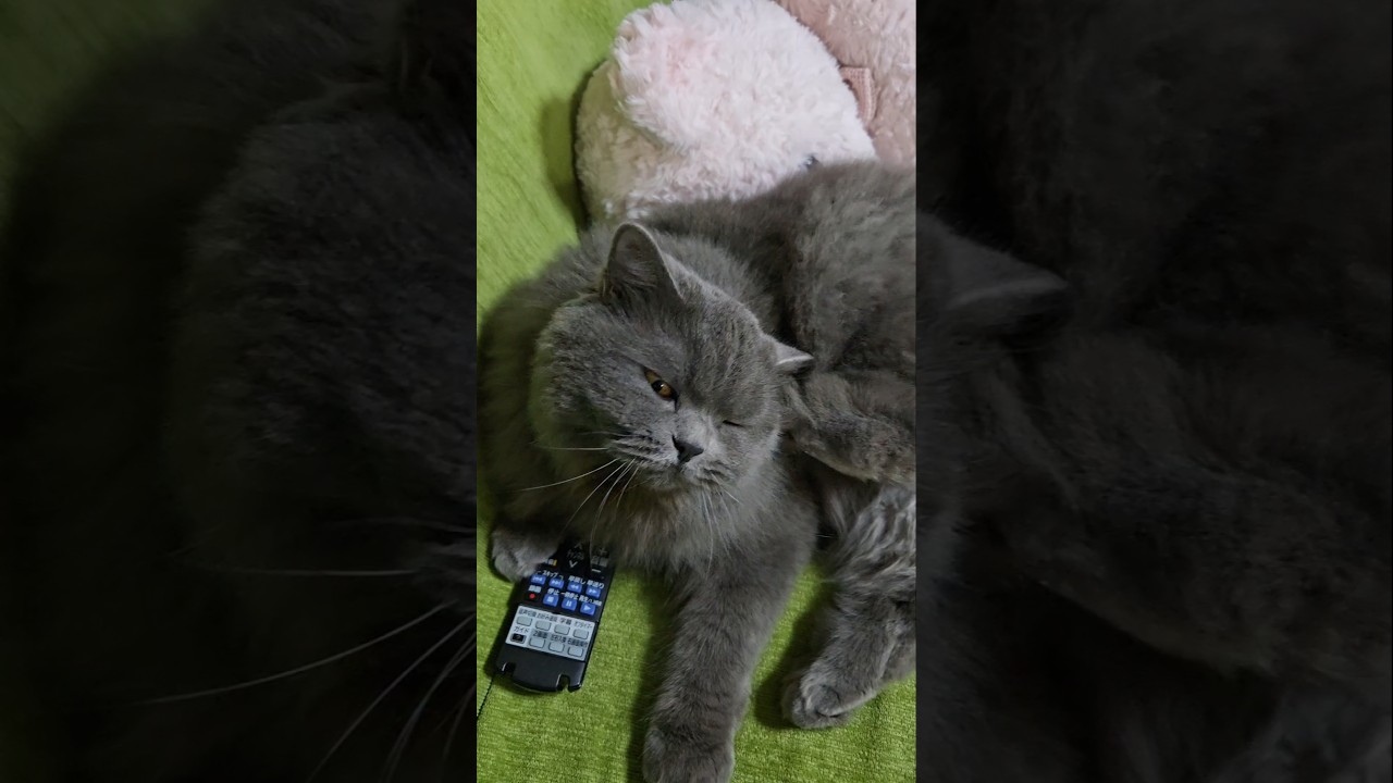 消音押された😭【サイベリアン・キキのKIKICHANNEL】#サイベリアン #猫 #Siberian #cat #shorts