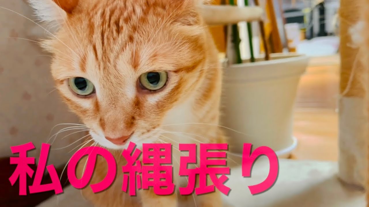 【猫】vol.22こむぎをガン見する猫