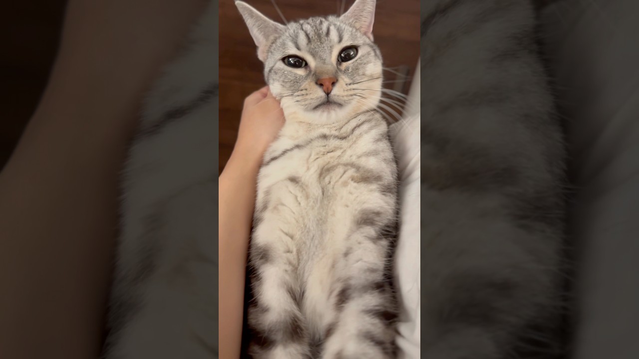 家に帰ると猫たちが出迎えてくれる幸せ #shorts #猫 #cat