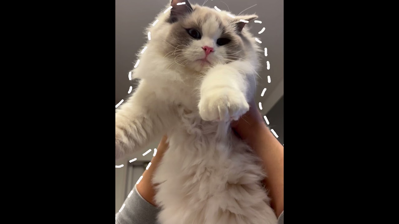 型抜きいっぺい🐈　#ラグドール #猫のいる暮らし #いっぺいdialy