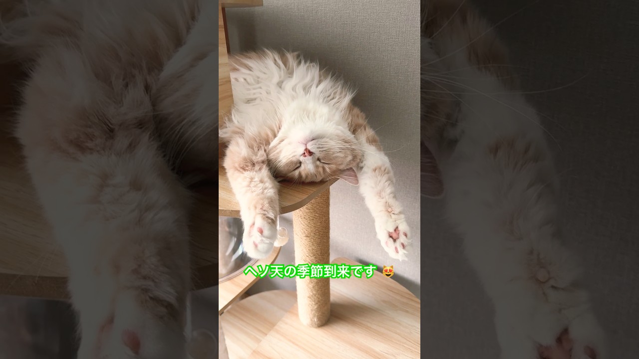 へそ天の季節🍃  #ビジュいいじゃん #寝る猫 #サイベリアン #ねこ #猫のいる暮らし #猫好きさんと繋がりたい #今日のもうふ #へそ天猫