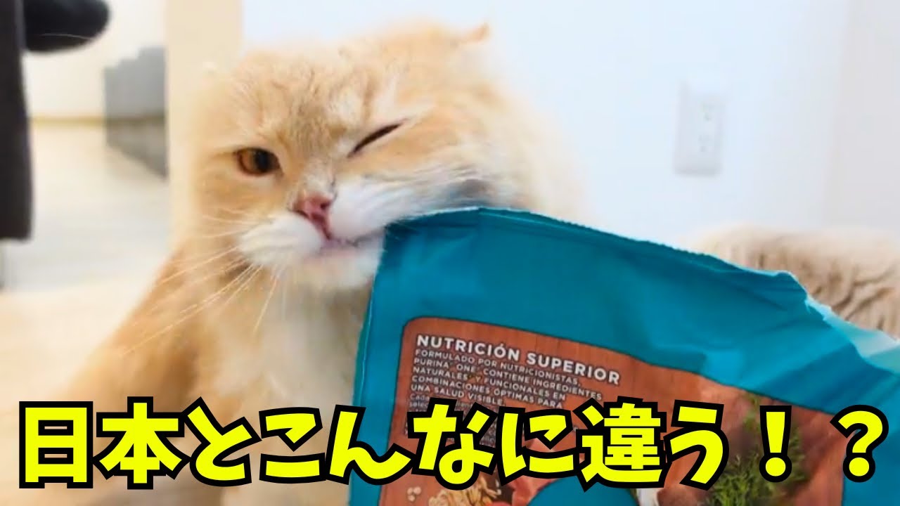 猫のごはん、日本と全然違う！？海外生活で最初のカルチャーショック