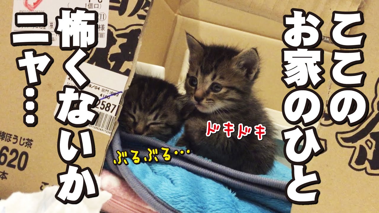 捨て猫だった小さな2匹の子猫と僕たち家族の絆
