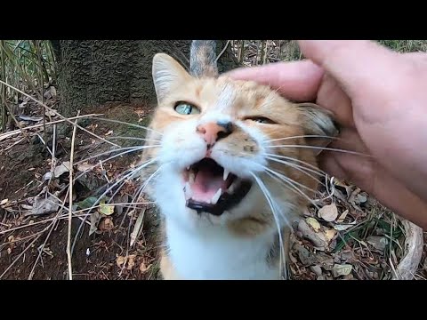 山から帰って来ない娘猫を迎えに行くと喜ばれました