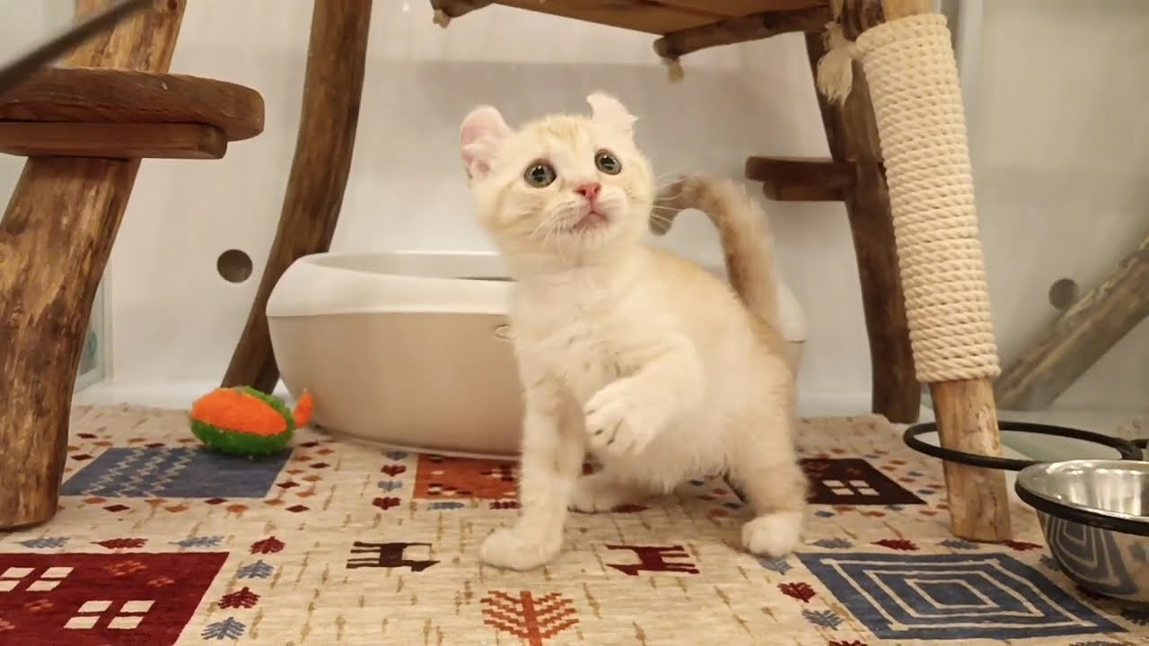 アメリカンカール　女の子　2025/2/22生まれ