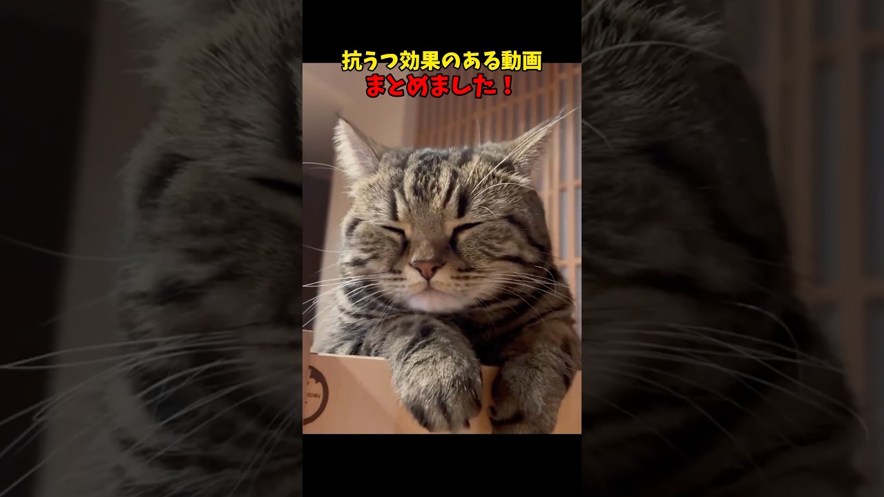 上を向いて歩こう。#猫 #cat #cats #ねこ
