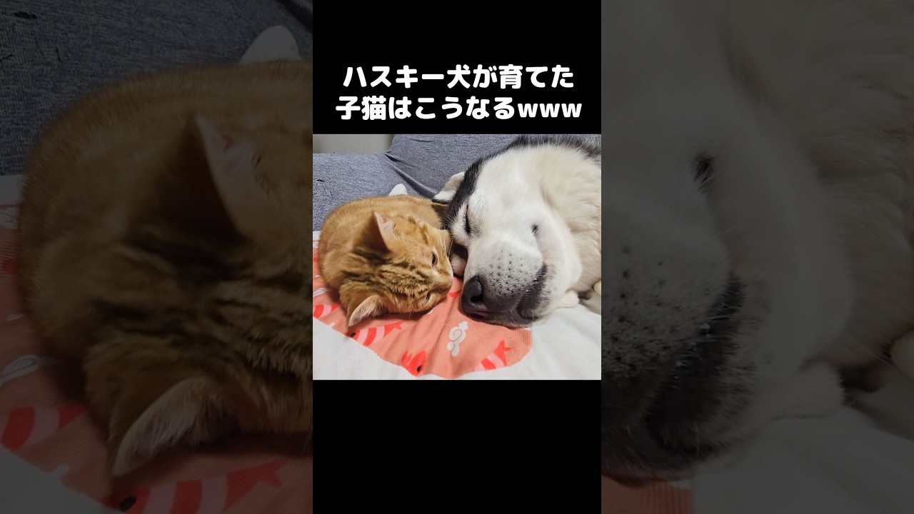 ハスキー犬が育てた子猫はこうなる...笑#shorts