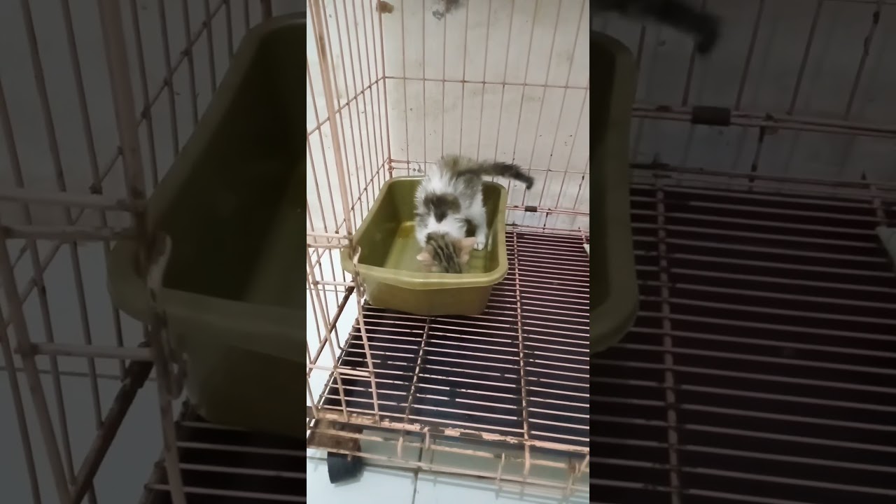 kucing kecil mengajarkan apapun keadaannya harus kuat 💪#shorts #trendingshorts